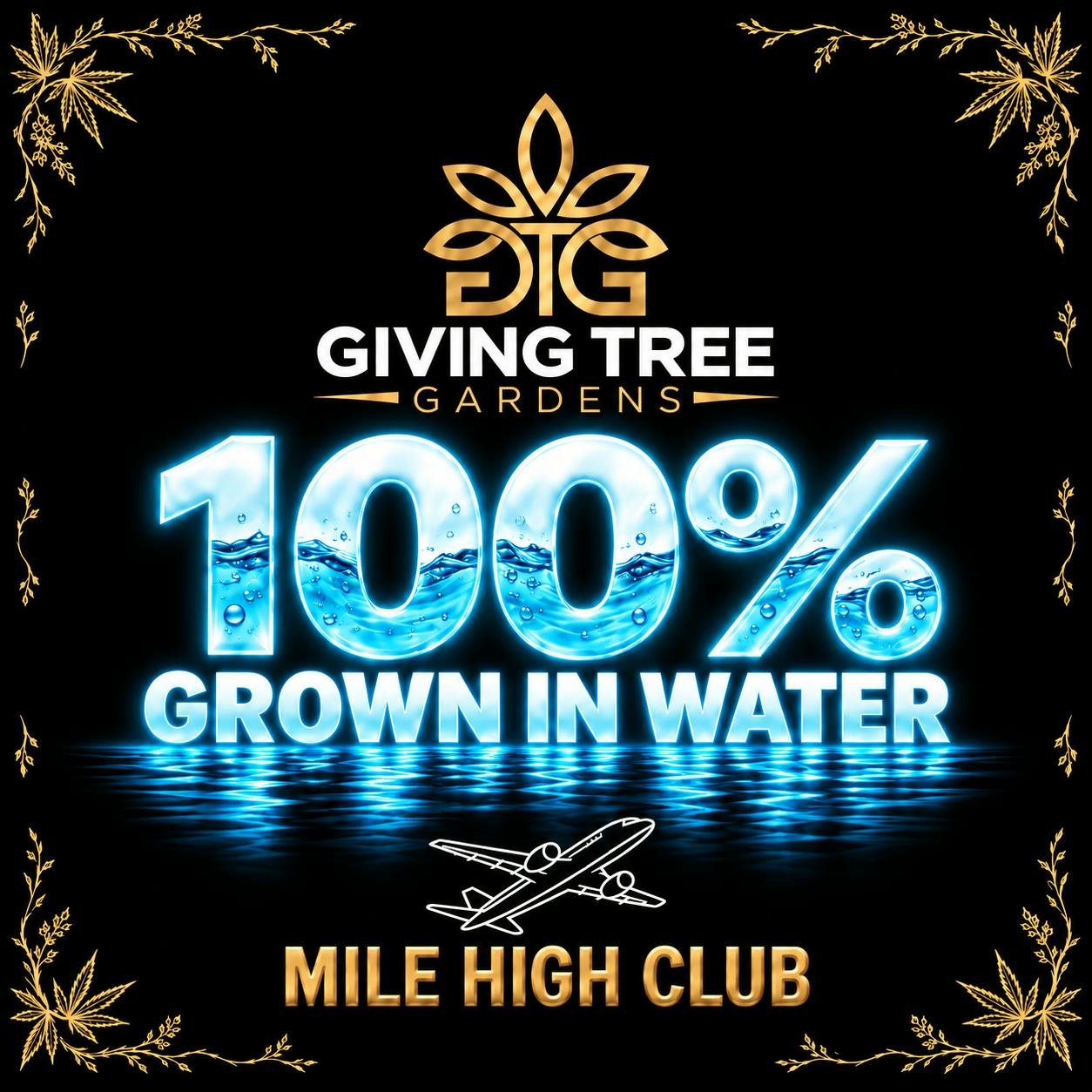 Mile High Club – Deli Flower | 100% WATER GROWN • TRUE HYDRO by Giving Tree Gardens