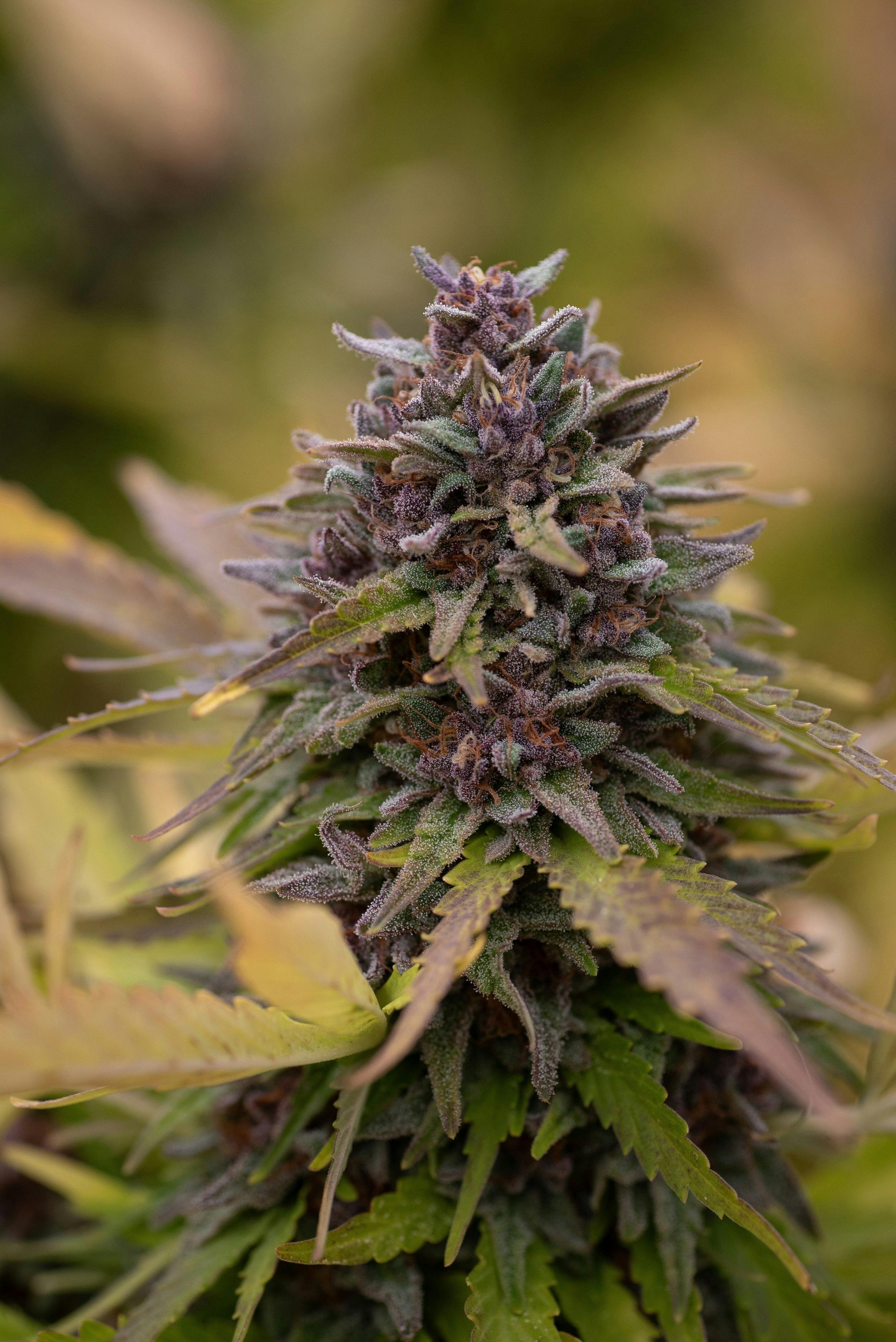 Type 1 Flower - Jager
