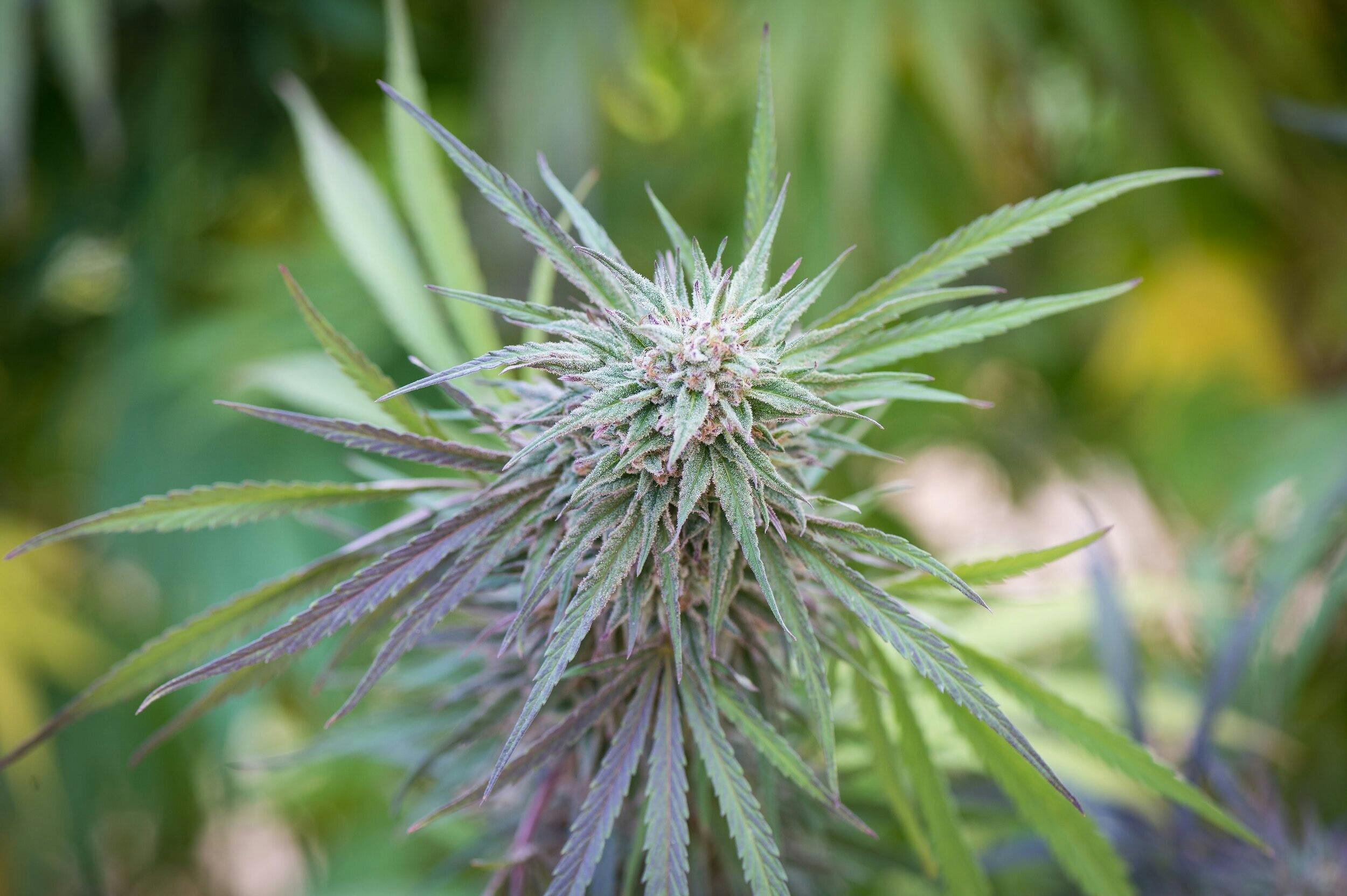 East Fork Cultivars: Acdc Cookies