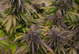 EF | 4:1 CBD Kush Petals 