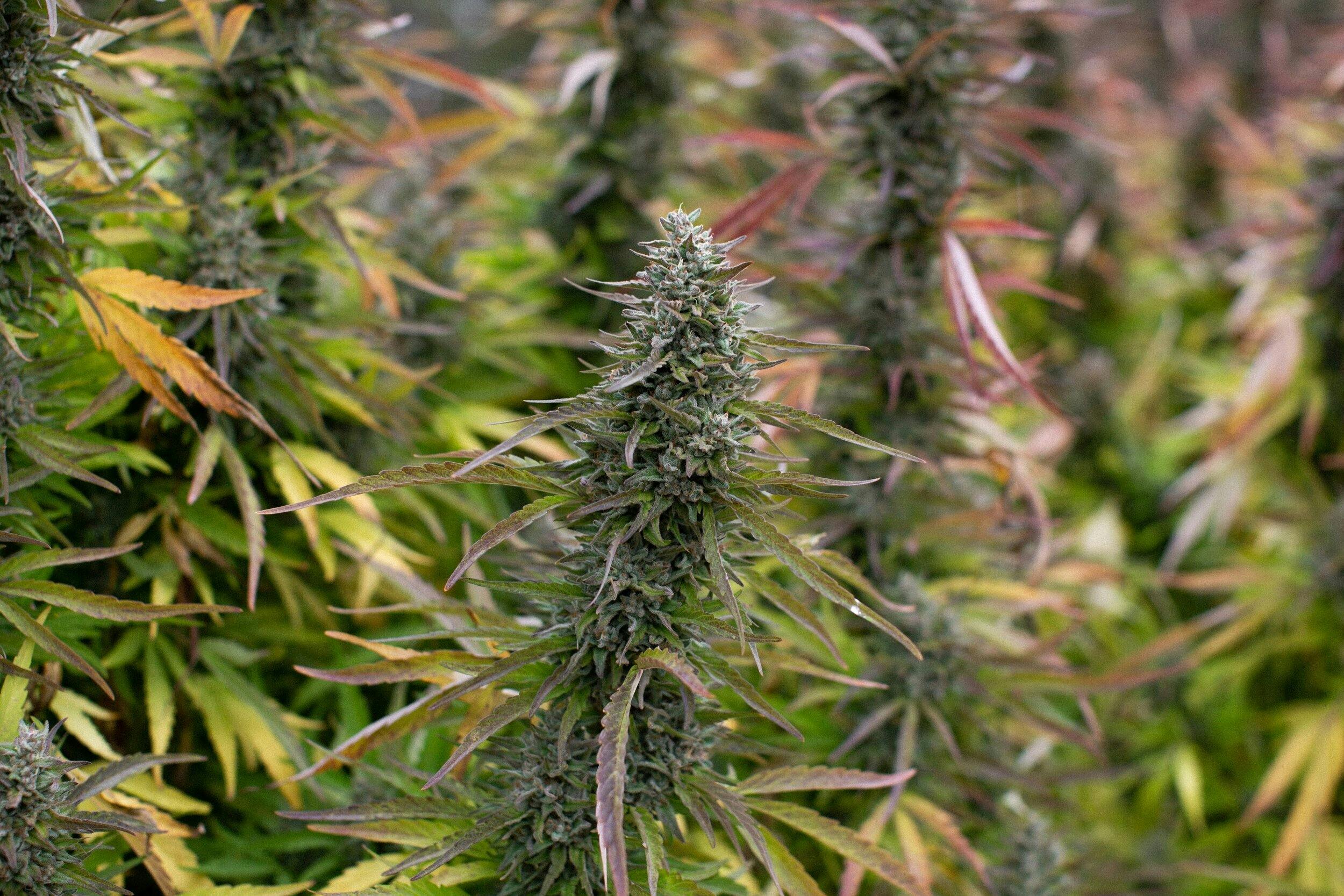 East Fork Cultivars: Type 2 - Pineapple Jager