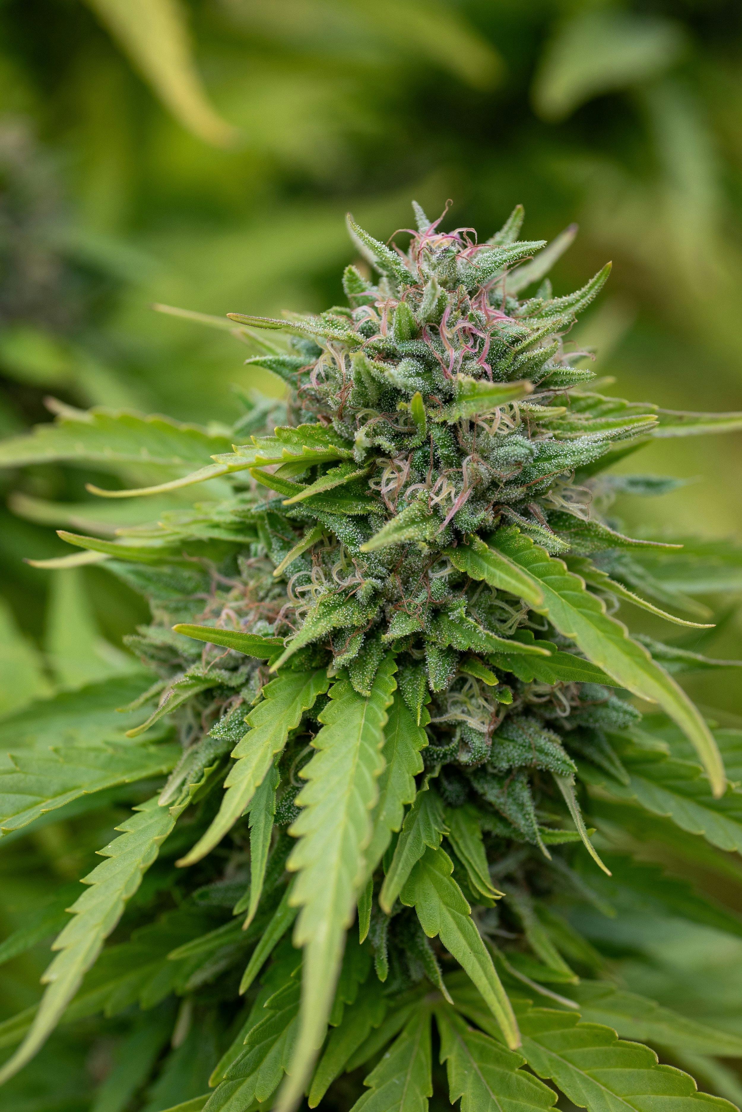 East Fork Cultivars: Sour Lemon