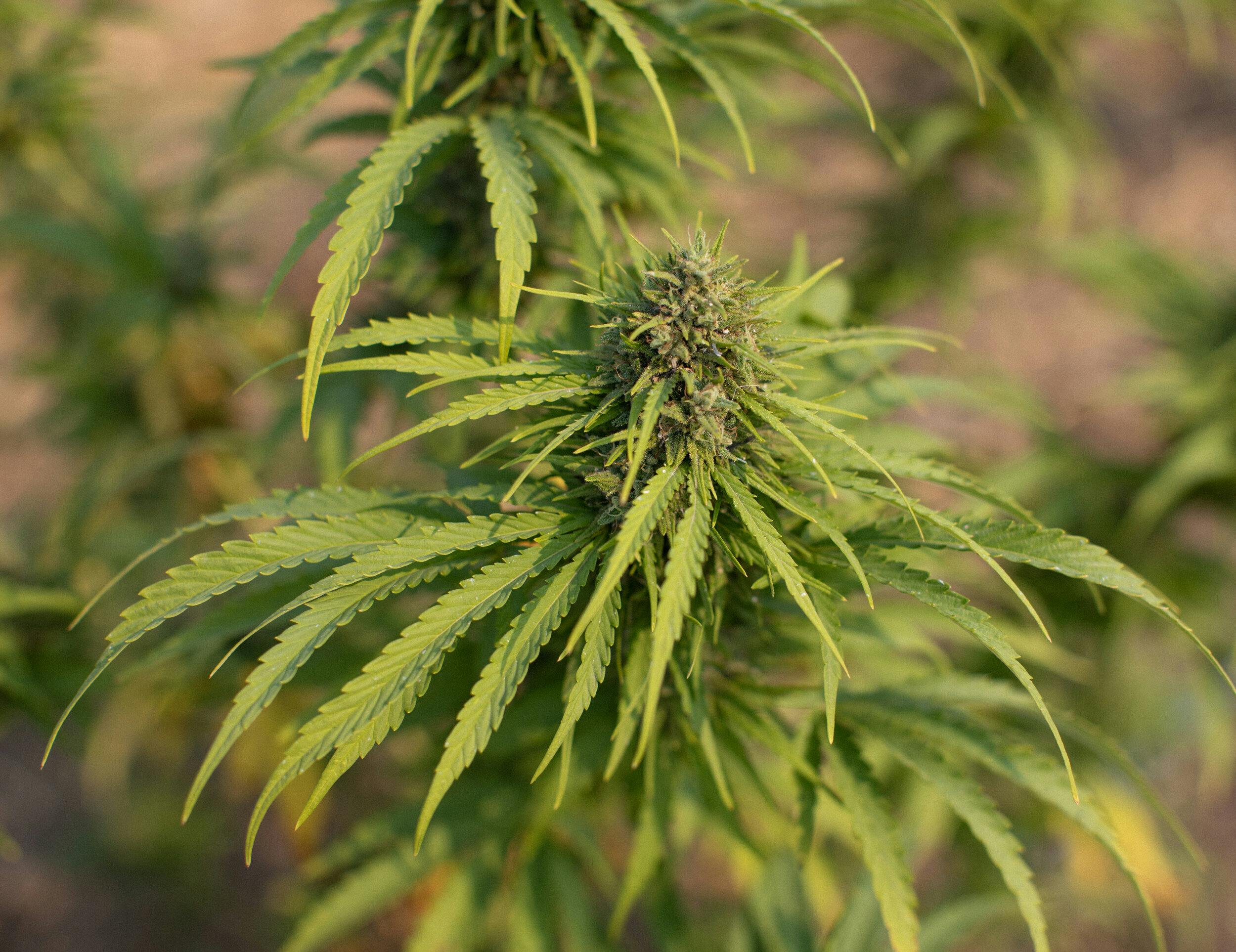 Type 3 Flower - Sour Pineapple by East Fork Cultivars