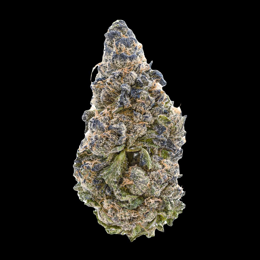 Jigglers 3.5G