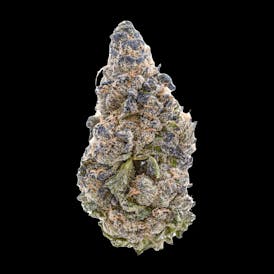 Jigglers 3.5G