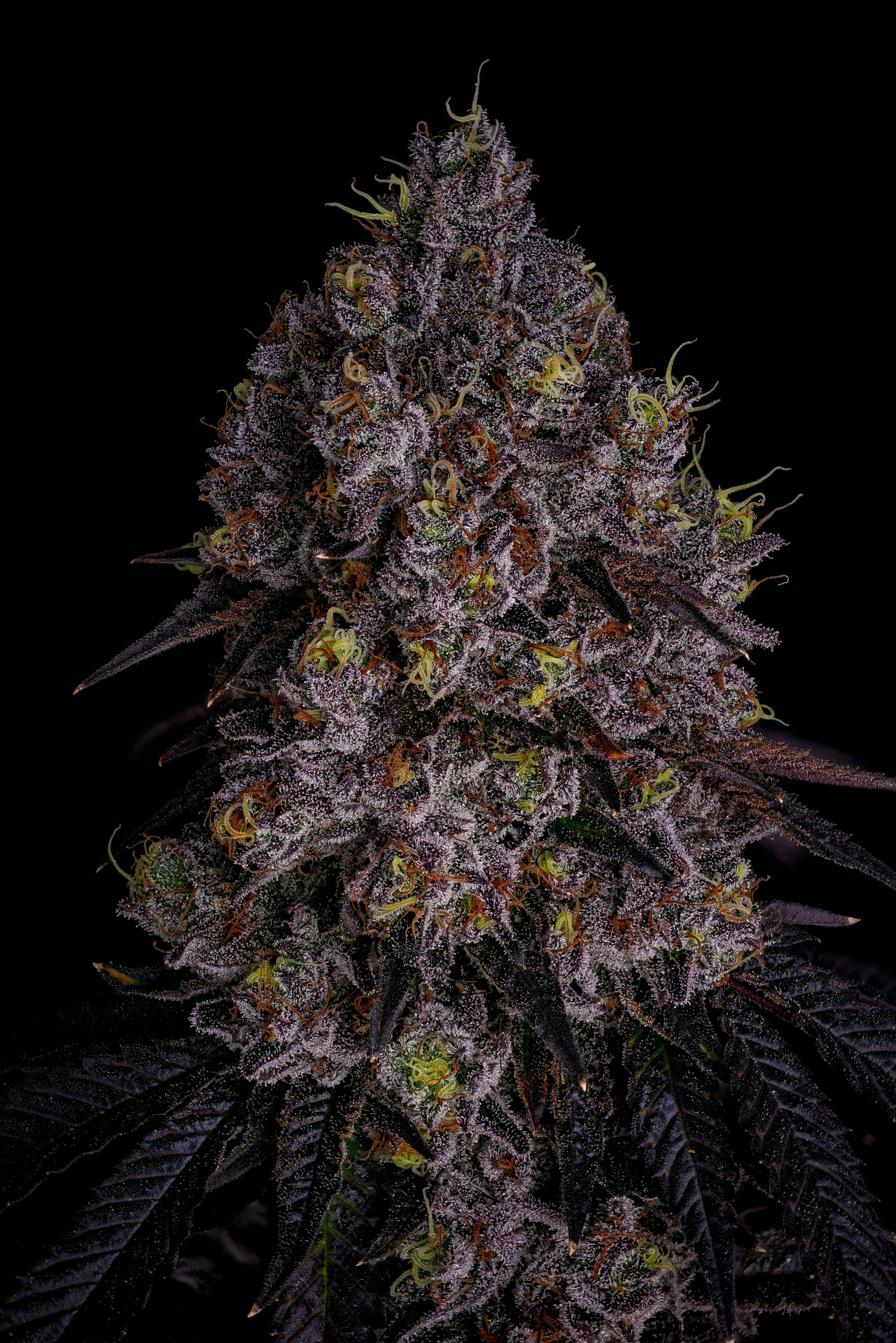 GDF: Popcorn Flower | Candy Pave #13 | 7g - GOOD DAY FARM