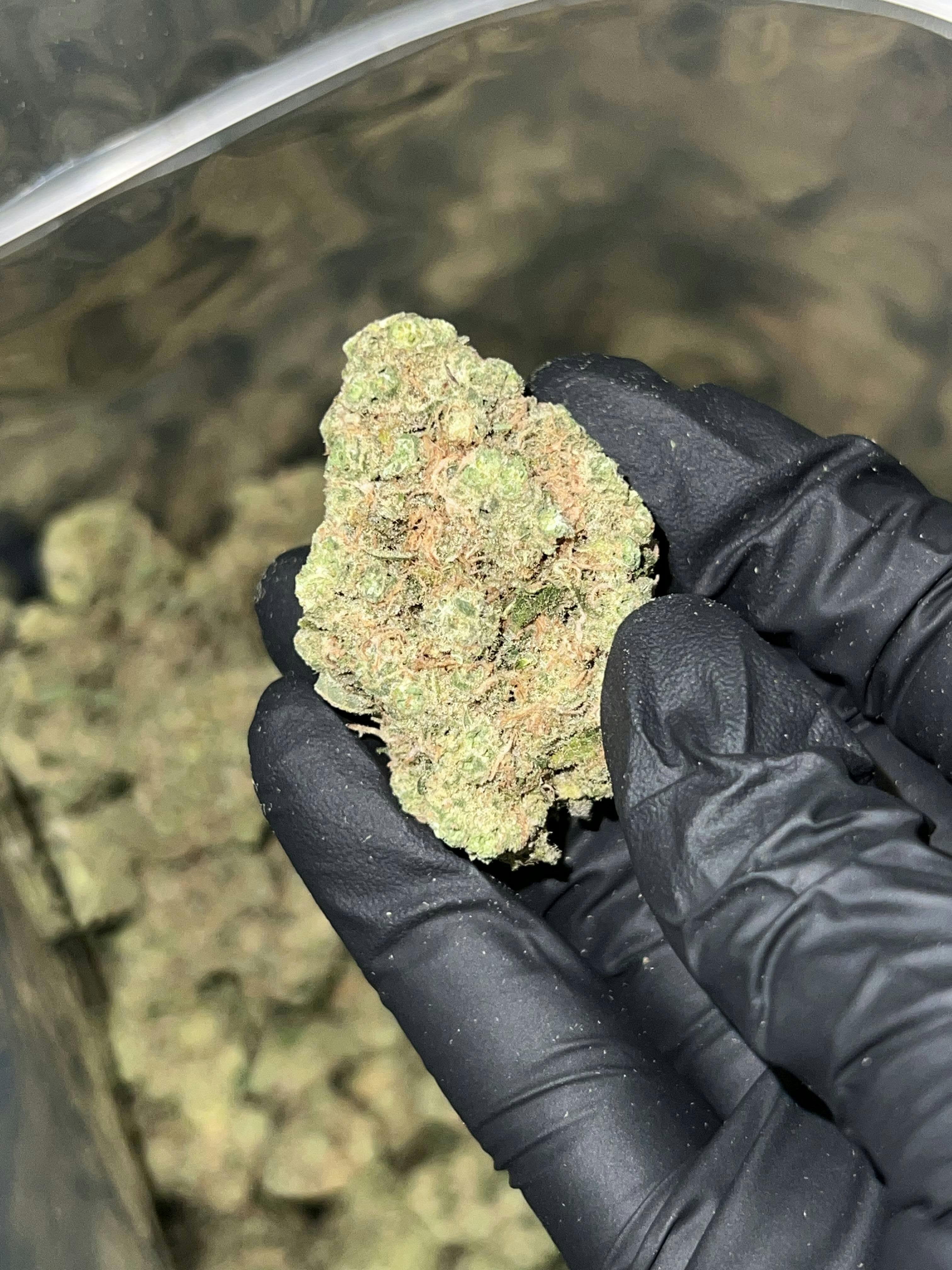 Life Sentence Deli Style Indoor Flower