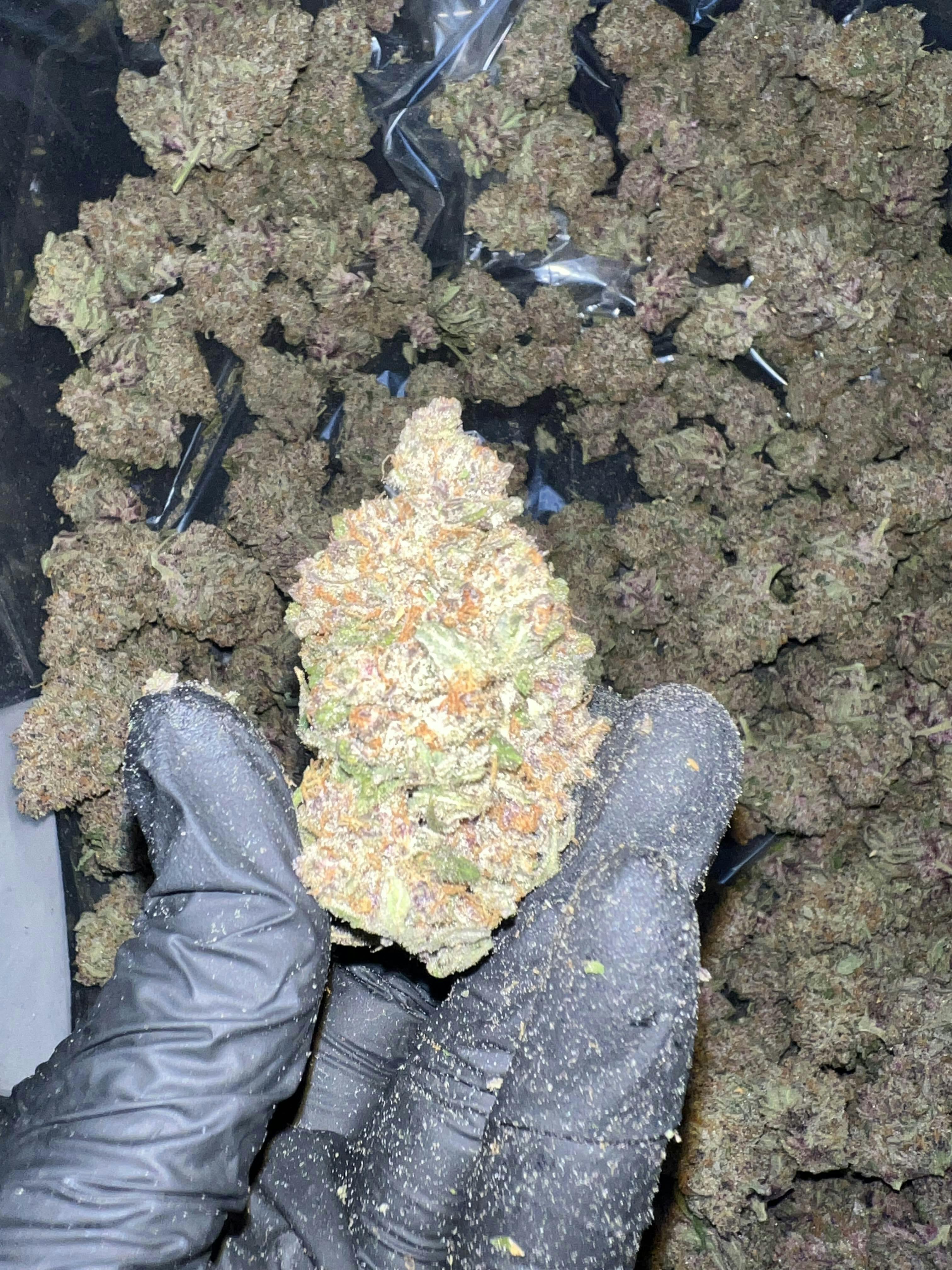 Pink Pussy Deli Style Indoor Flower