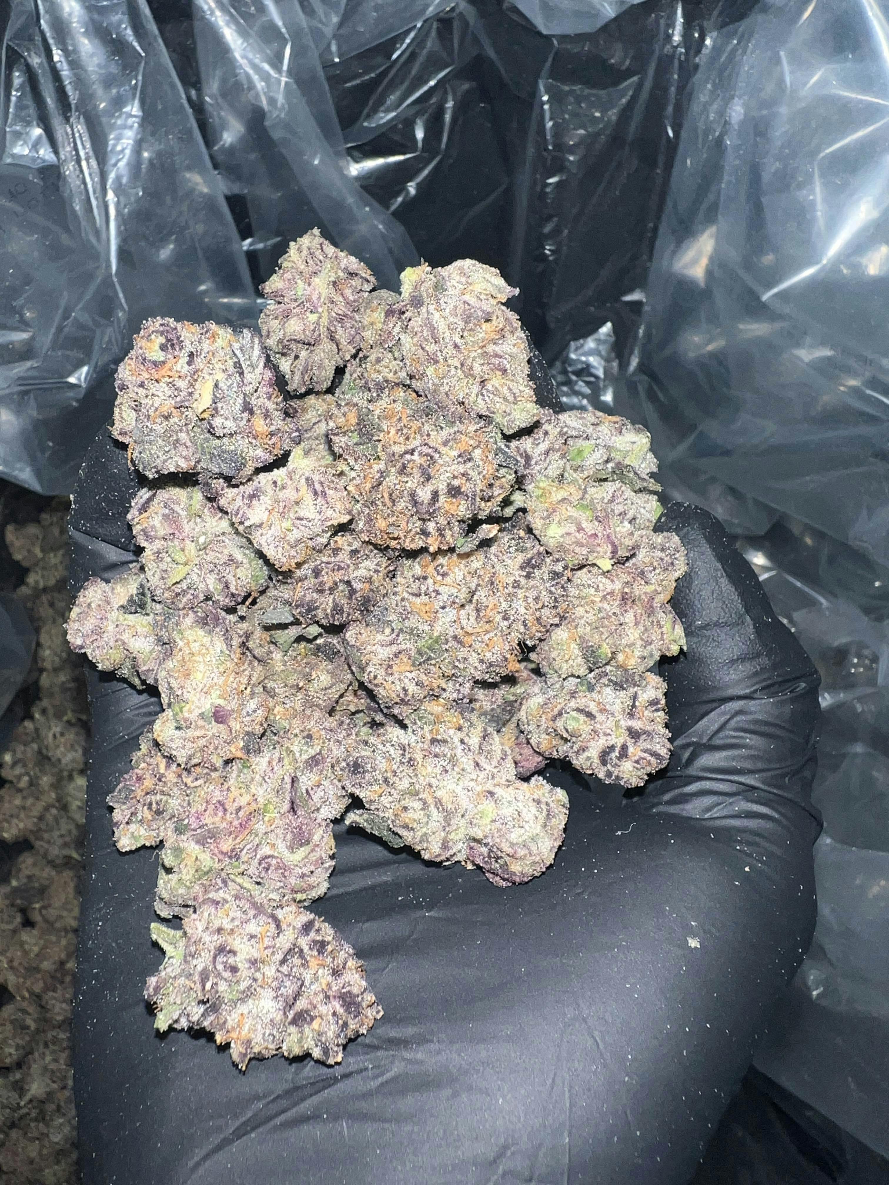 Gelato Sundae Deli Style Indoor Flower