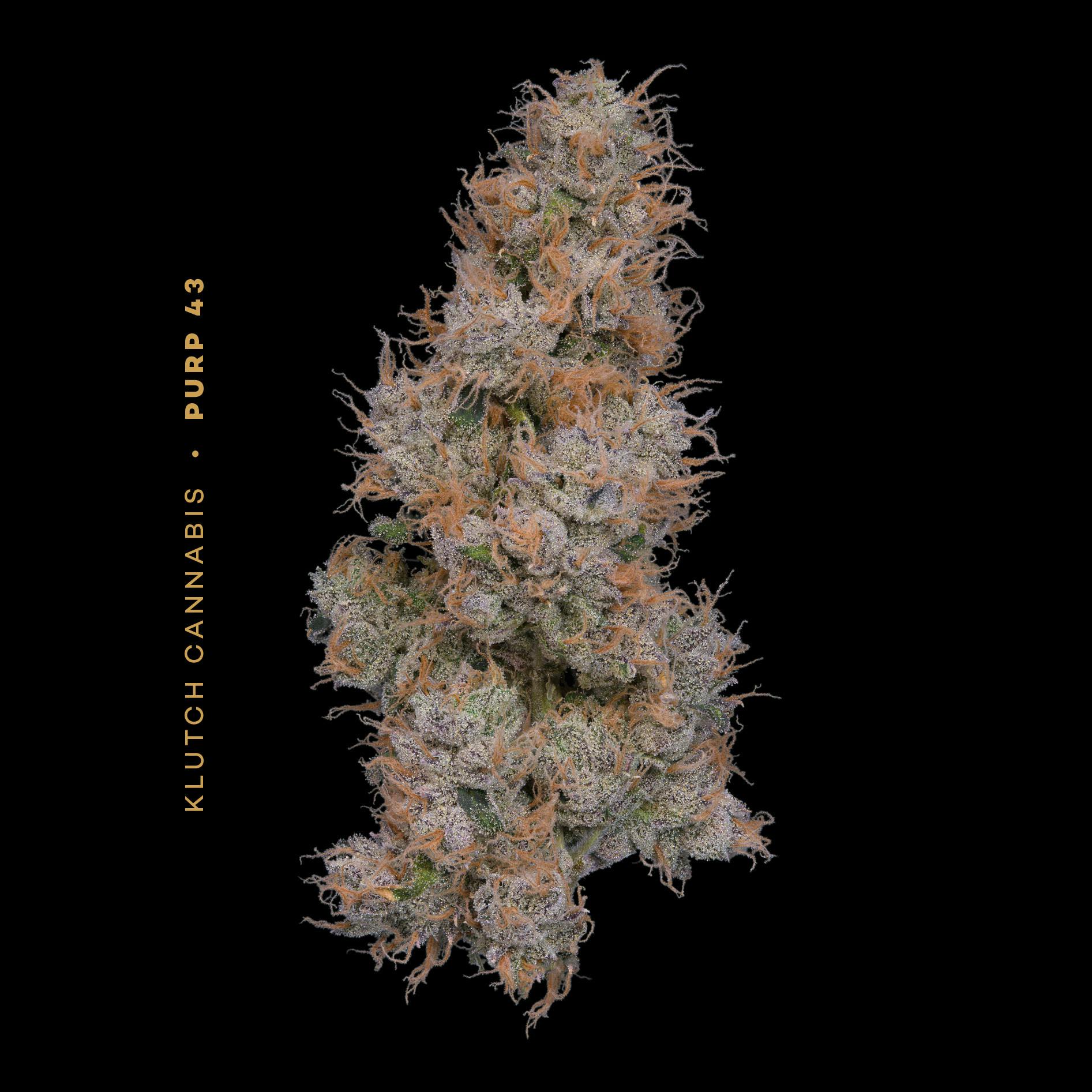 Purp 43 - Flower 2.83g