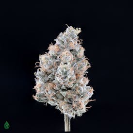 GDL Black Label Flower (7g) | Otoro