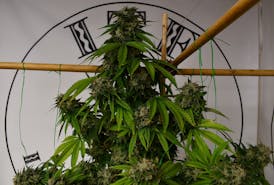 Super Silver Haze Small Bud