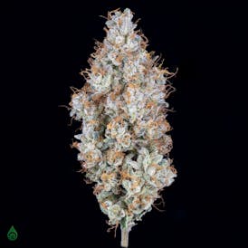 GDL Black Label Flower (3.5g) | Fuchsia
