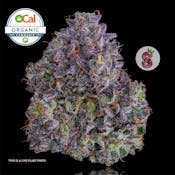 No Till Kings - Plasma Gas I - Flower - 3.5g