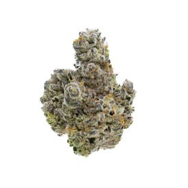 Flower - Cactus Cooler (H)