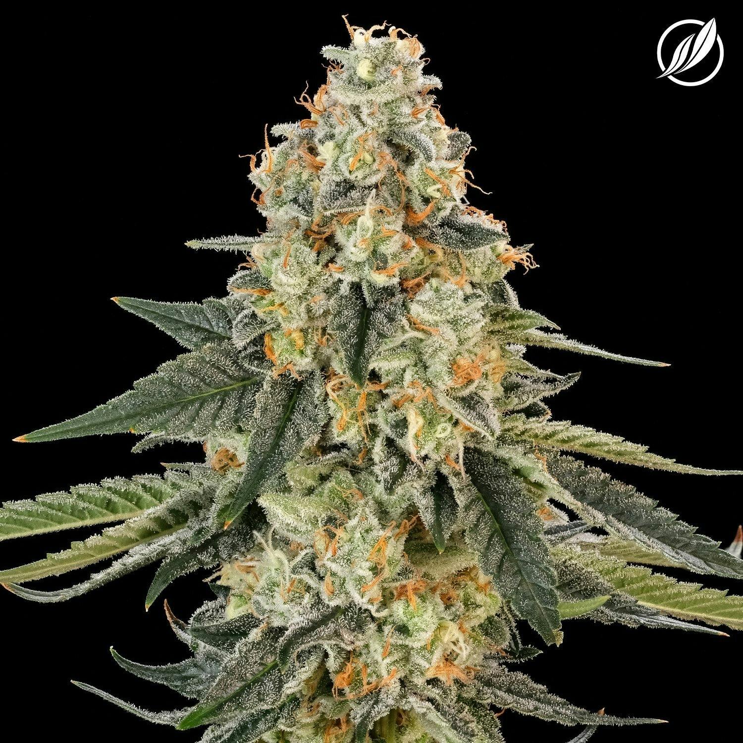 Scout Breath (Troopakan) Flower 3.5g