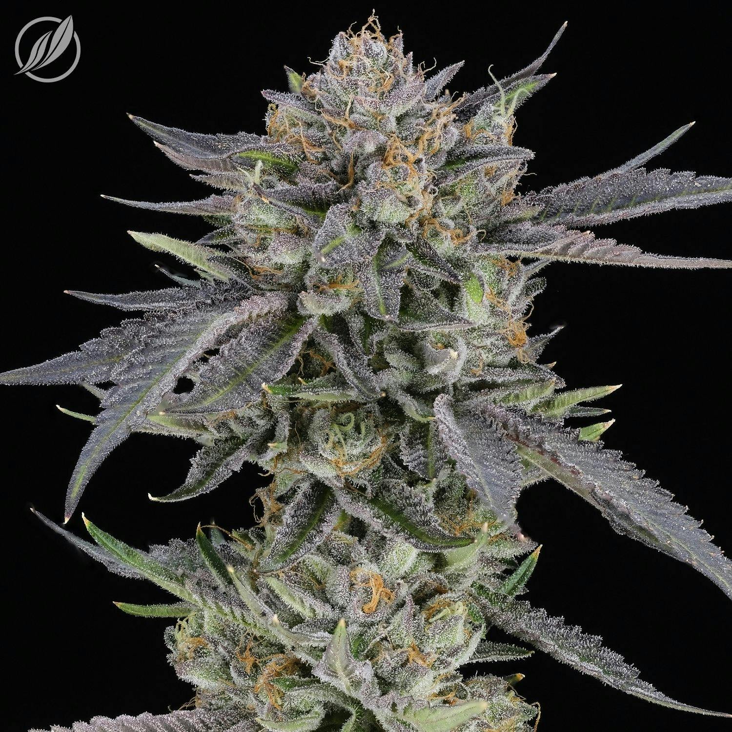 Kush Scout (Acerbadex) Flower 3.5g by CTPharma