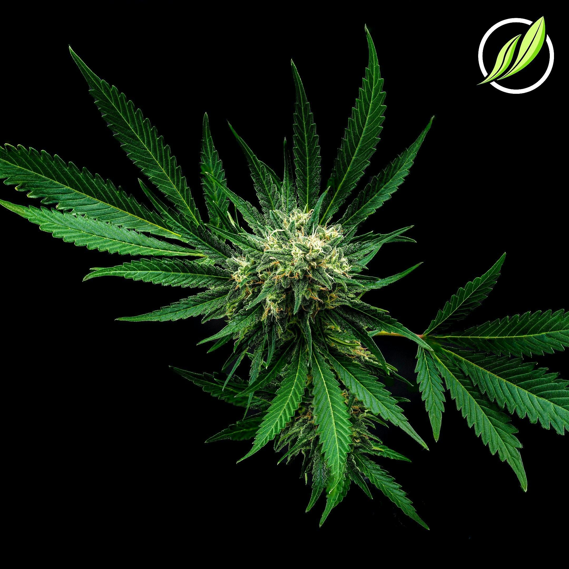 Hazy Fields (Tussaden) Flower 3.5g