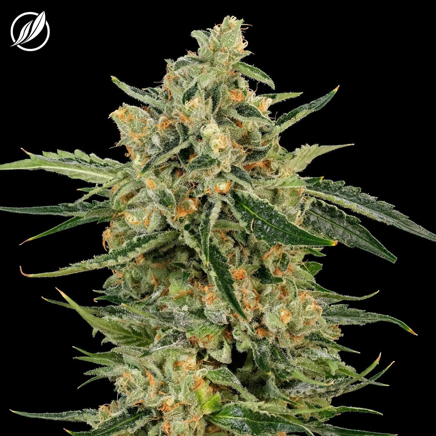 Chem-band (Bandolyn) Flower 3.5g