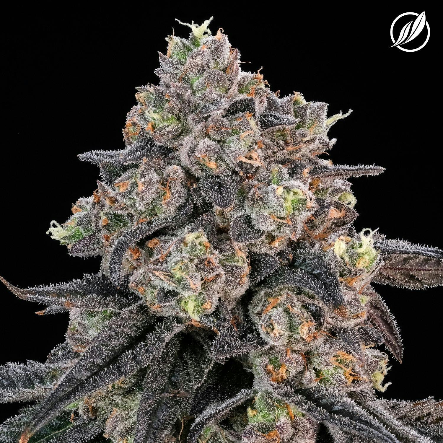 Dieselato (Heladen) Flower 3.5g