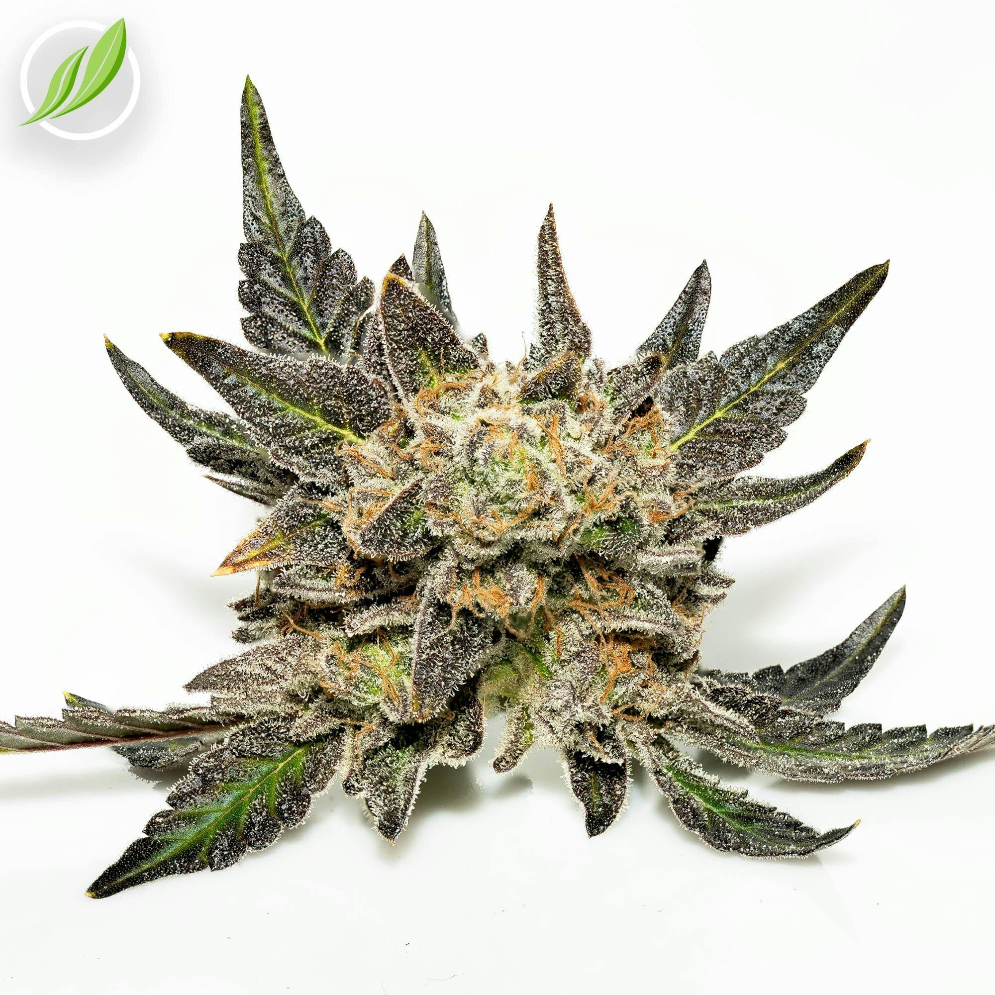 Durban StarDawg (Jellivex) Flower 3.5g