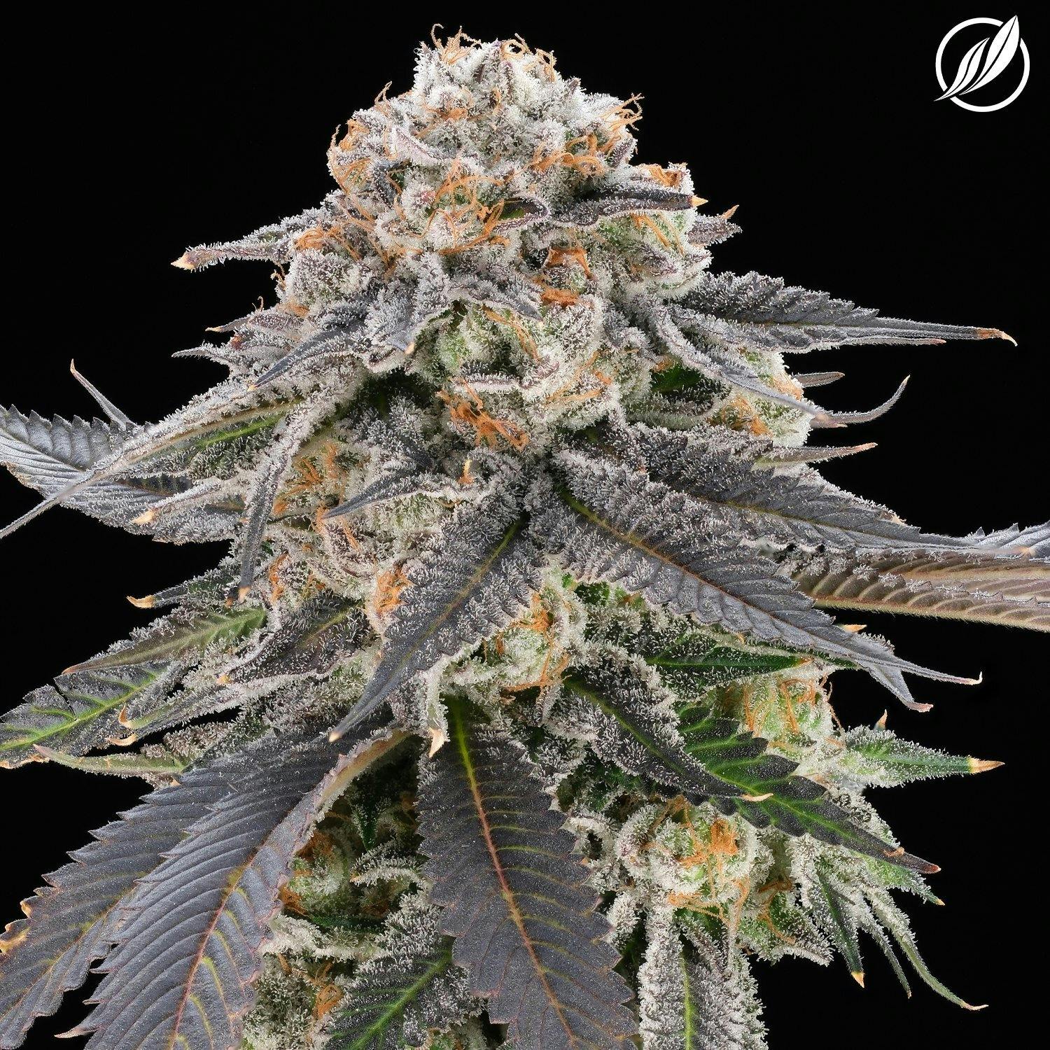 Modified Haze (Modivec) Flower 3.5g by CTPharma