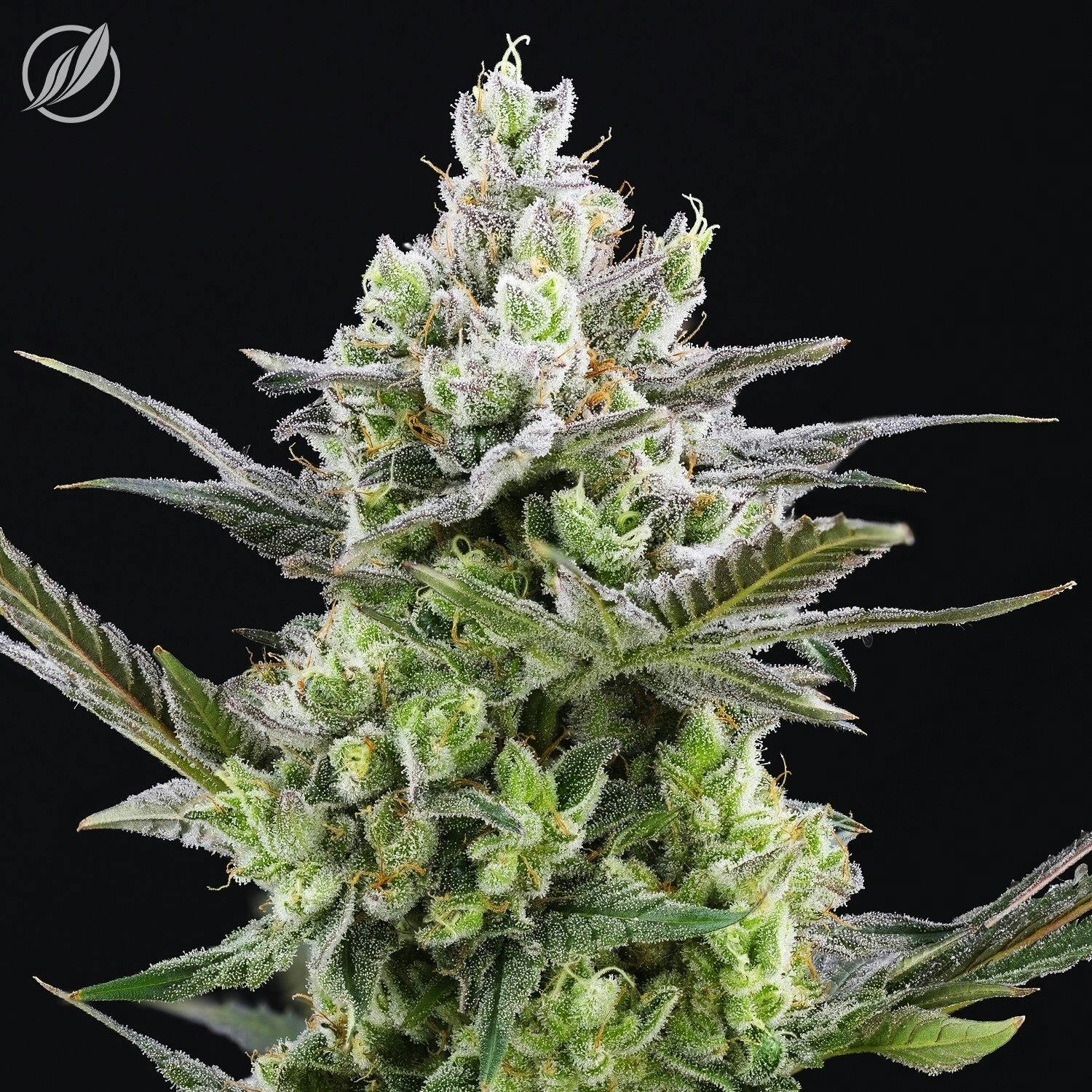 Ultra Nana (Banavec) Flower 3.5g by CTPharma