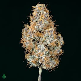 GDL Black Label Flower (3.5g) | Pink Frōōt