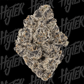 HYTEK | POPZ 41 | BULK DELI FLOWER