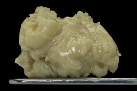 Master Makers - Concentrate - Rosin - Bacio Pancakes - 1g