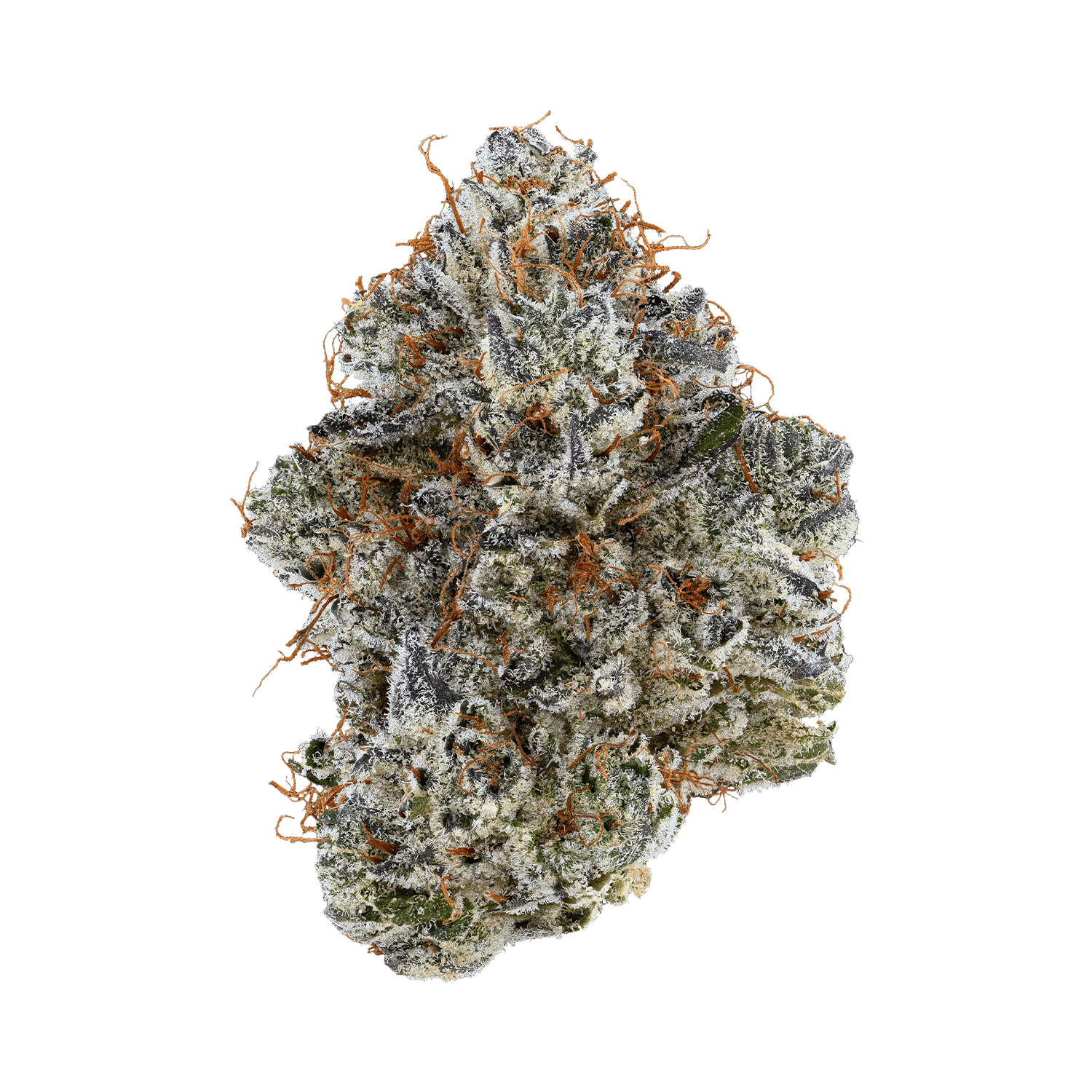 Neon Sunshine 3.5G