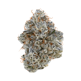 Neon Sunshine 3.5G