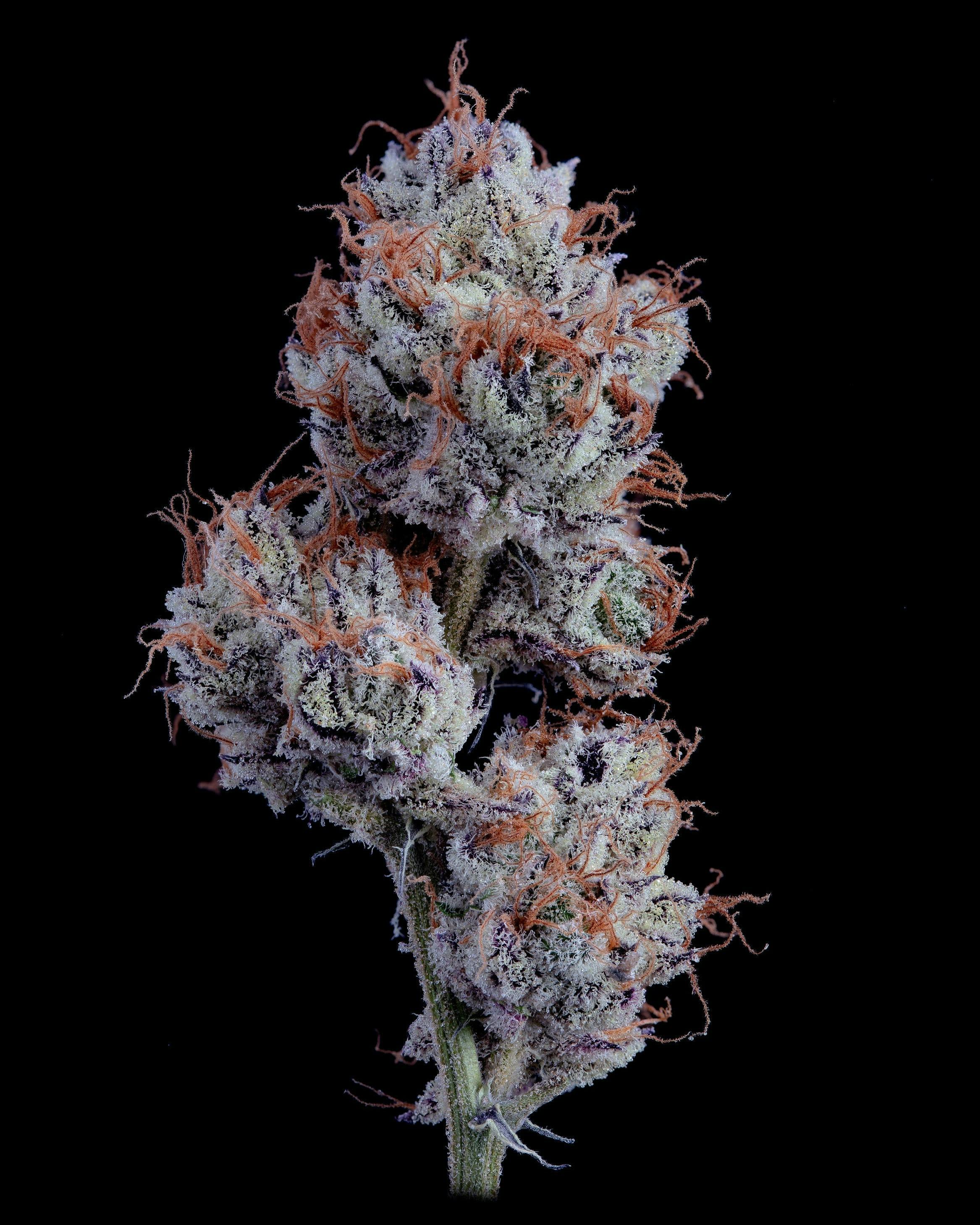 Premium Flower Zashimi Aura Co.