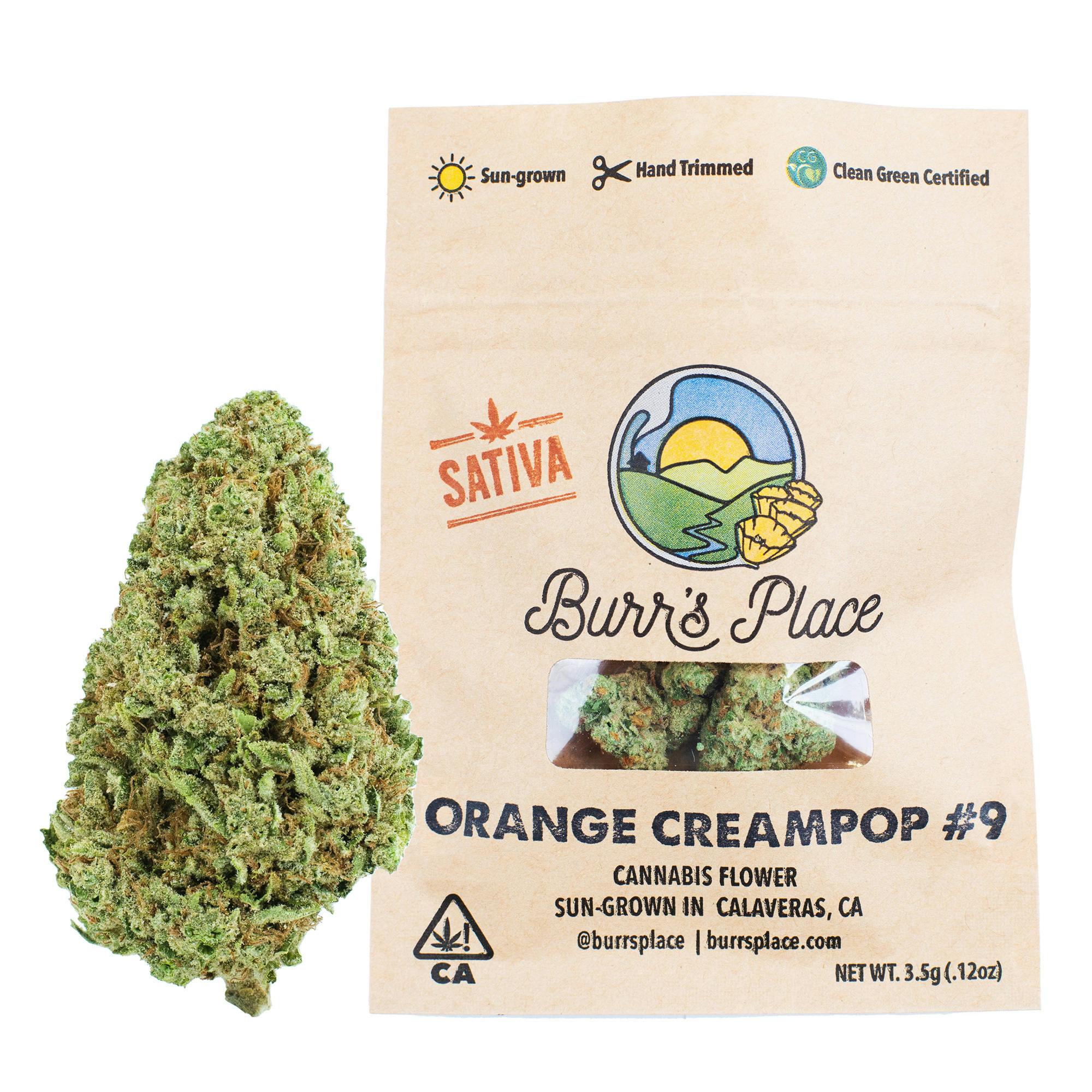Burr’s Place | Orange Creampop - 3.5g Bag (Sativa)
