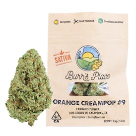 Burr’s Place | Orange Creampop - 3.5g Bag (Sativa)