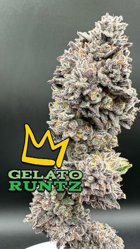 Gelato RuntZ Exotic Flower Flower