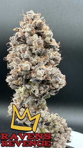Ravens Revenge Exotic Flower Flower