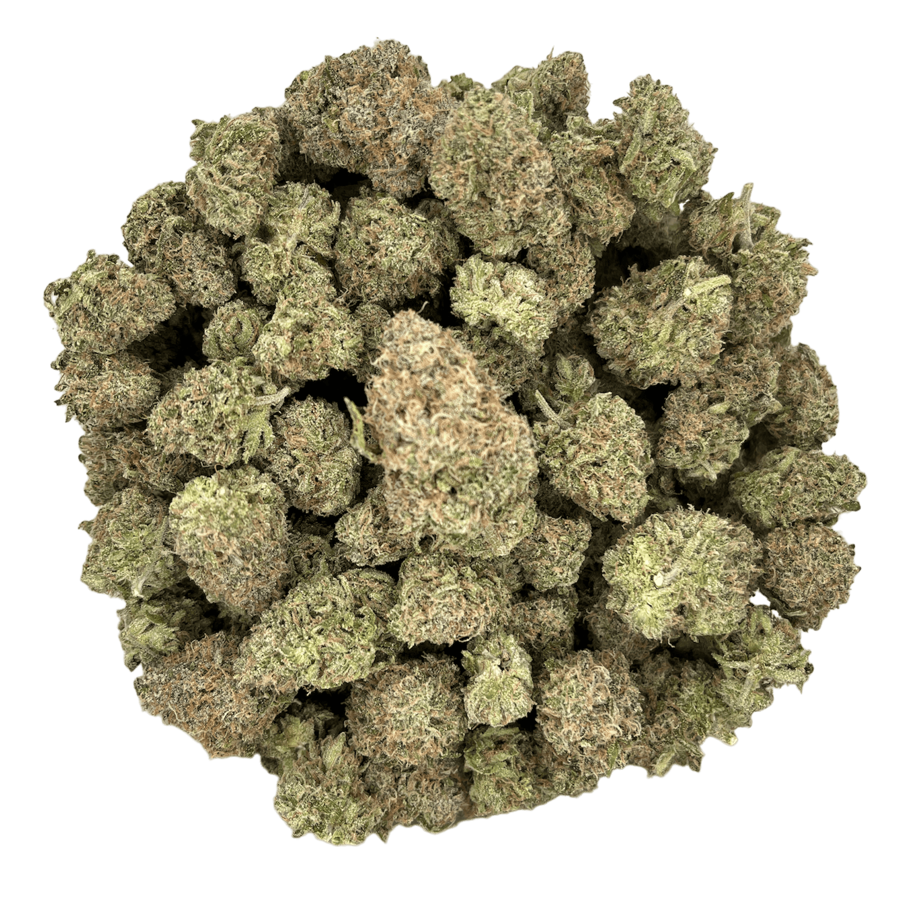 Blueberry Muffin Flower