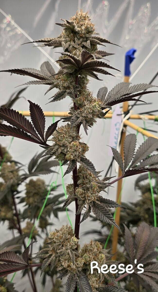 Reeses Small Bud at Indian Trail Farms (Medical)
