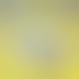 Jarred Infused Flower - 3.5g - Lemon Tree