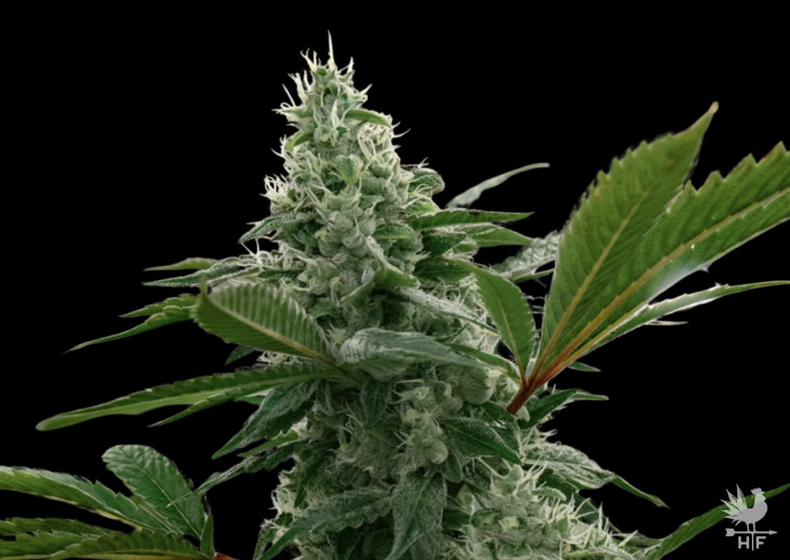 Heartland Farms — Crescendo