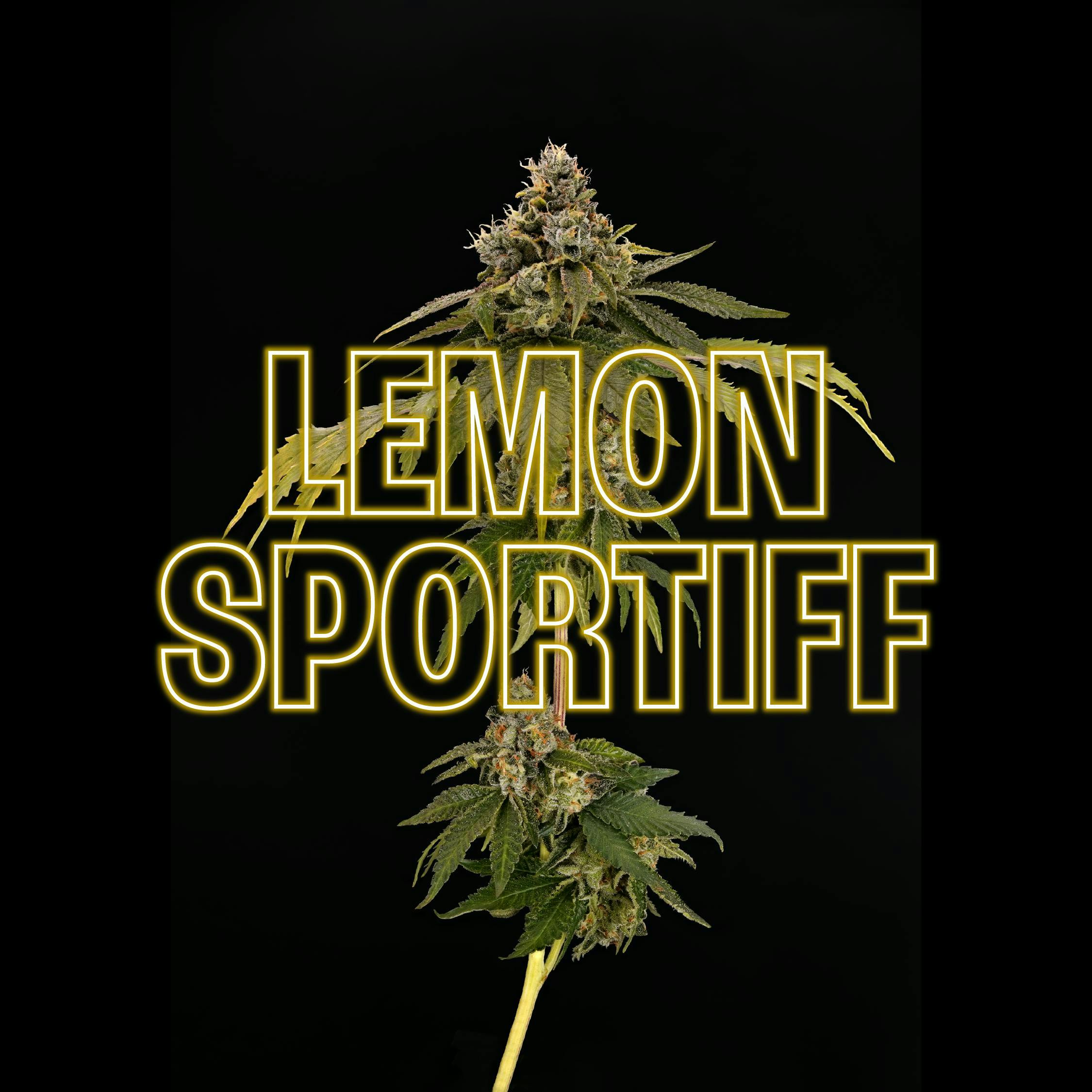 GDF: Flower | Lemon Sportiff | 3.5g at Codes Dispensary Cape Girardeau