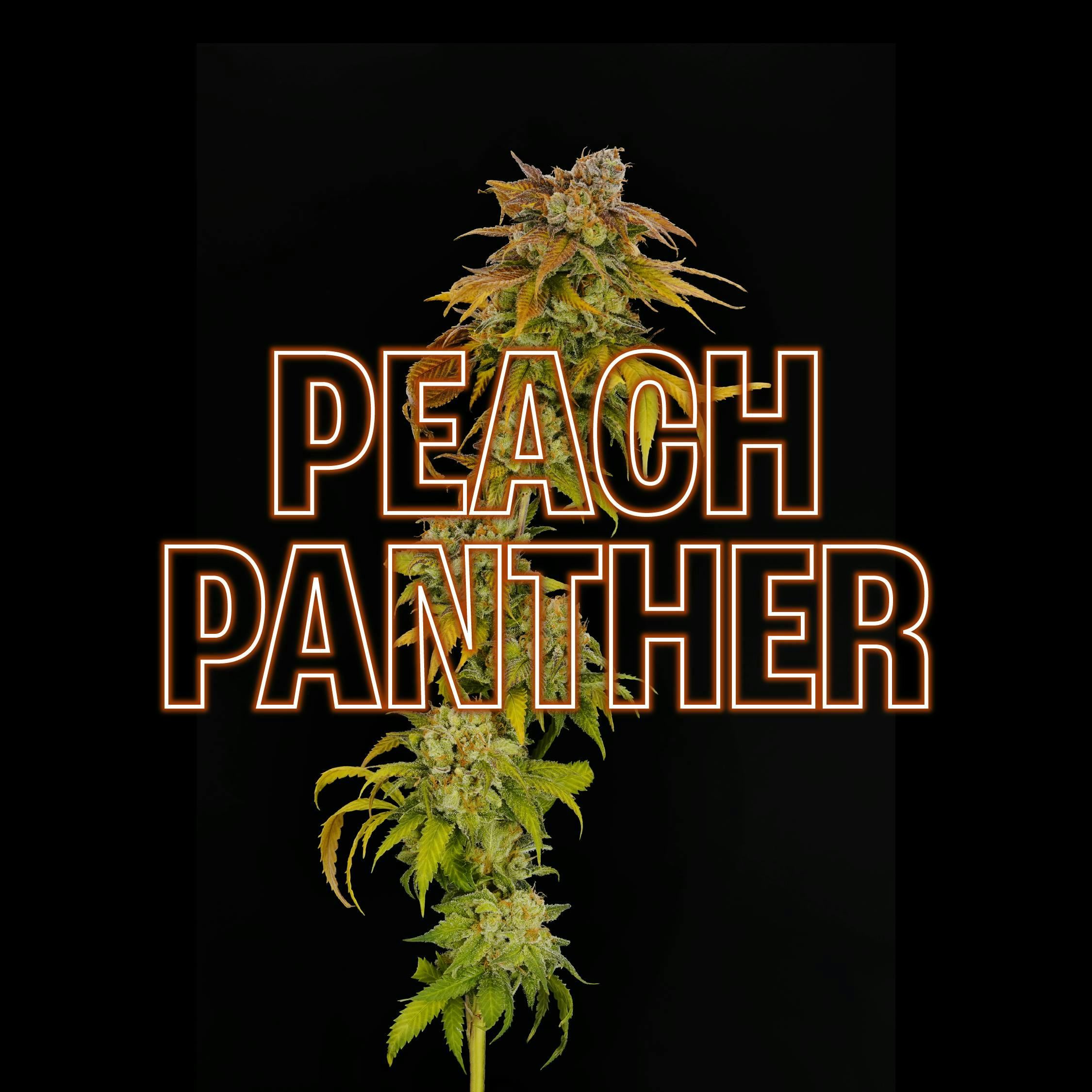 GDF: Flower | Peach Panther | 3.5g