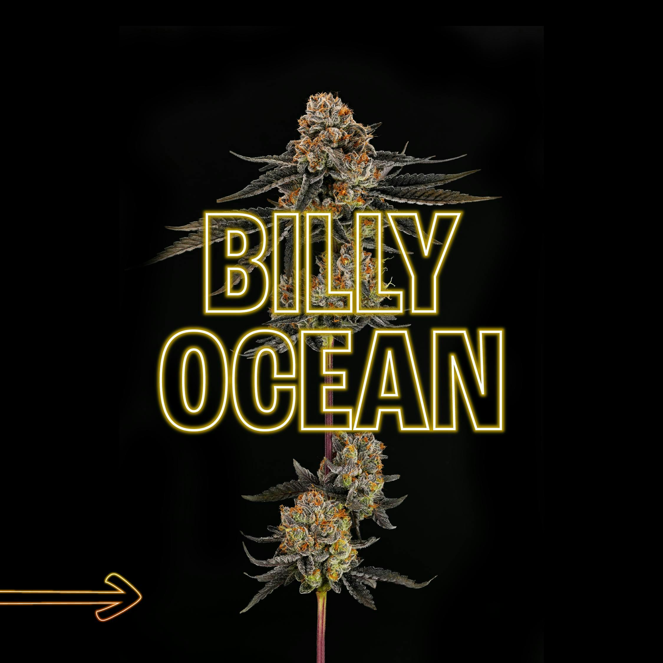 GDF: Flower | Billy Ocean | 3.5g by Good Day Farm