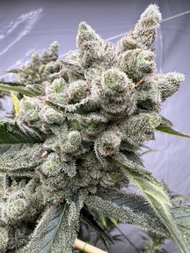 G13 Haze Pre-Roll