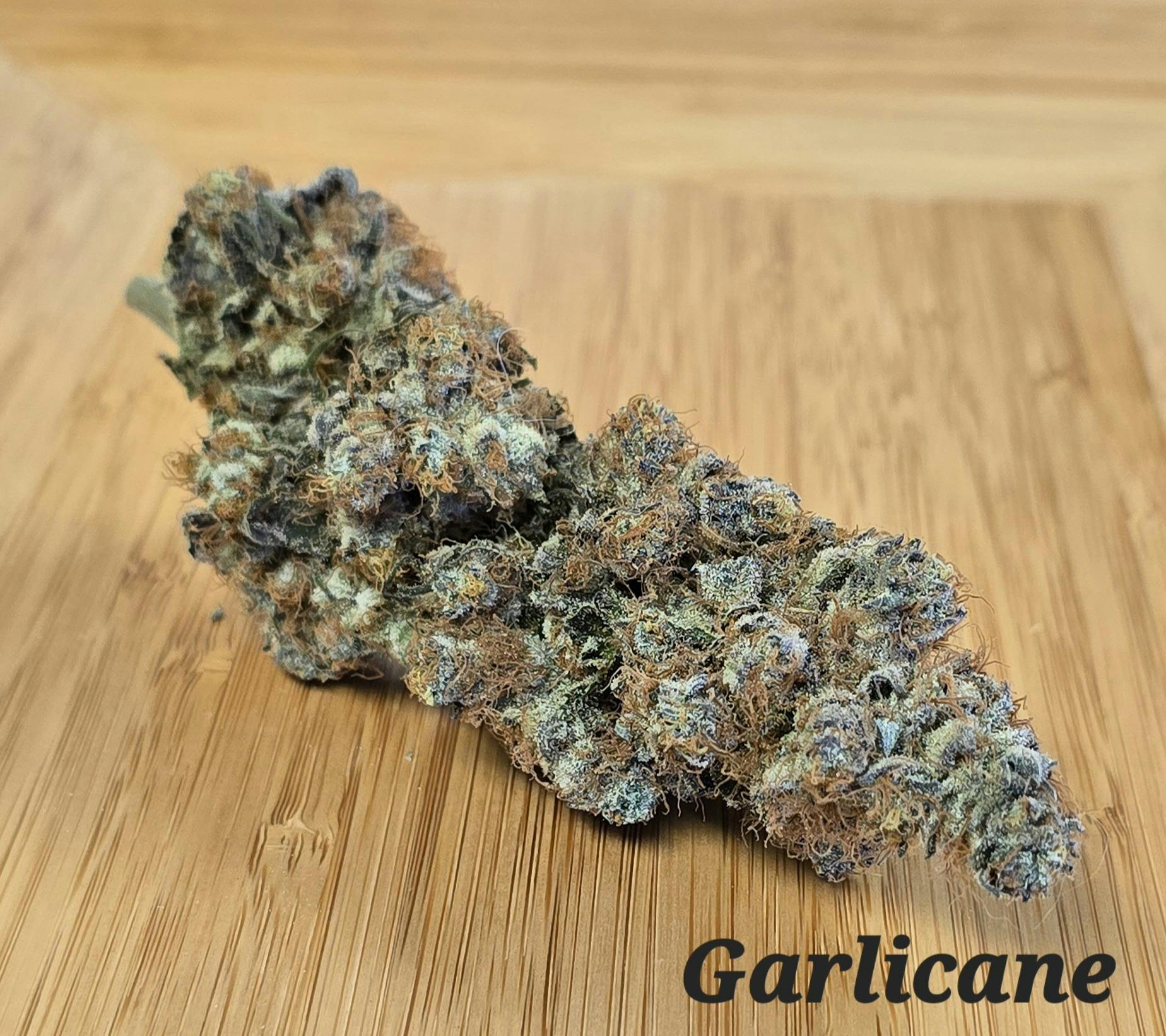 Garlicane Small Buds at Indian Trail Farms (Medical)