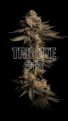 GDF: Flower | Tribute #13 | 3.5g