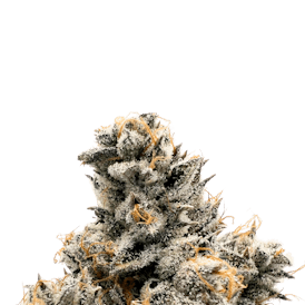 BCF - L.A. Runtz Flower