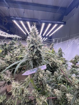 Specimen X Small Buds