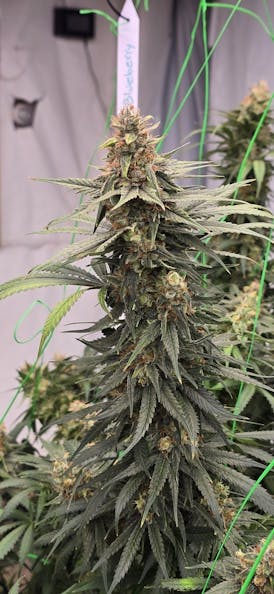 Blueberry